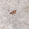 lianysoto